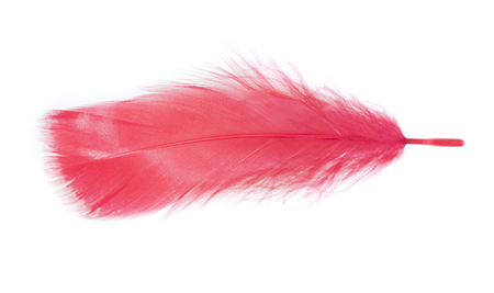 red bird feather isolated on whiteの写真素材
