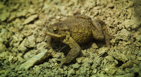 frog animal looking at camera
