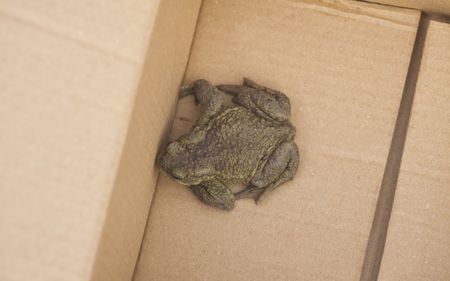 frog in a cardboard boxの写真素材