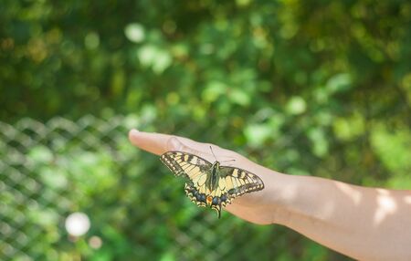 big butterfly on woman handの写真素材