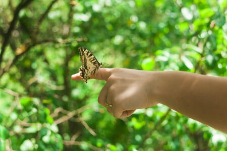 big butterfly on woman handの写真素材