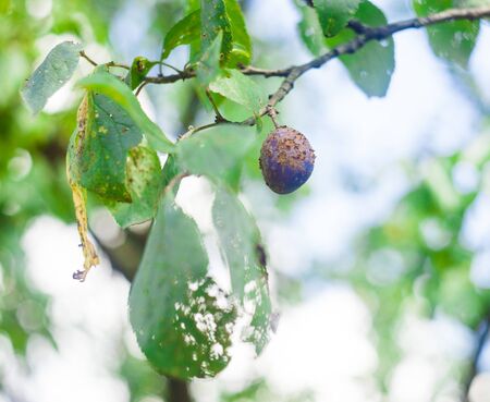 plum in tree. focus on fruitの写真素材