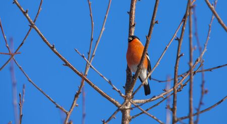 wild orange bird in tree. Eurasian Bullfinchの写真素材