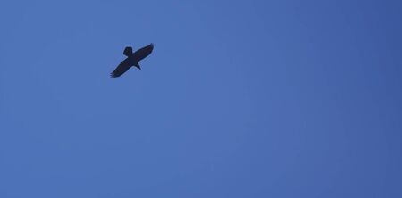 bird flying on clear blue sky background