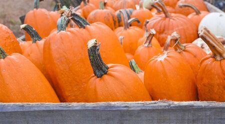 texture of pumpkin vegetable for autumn season