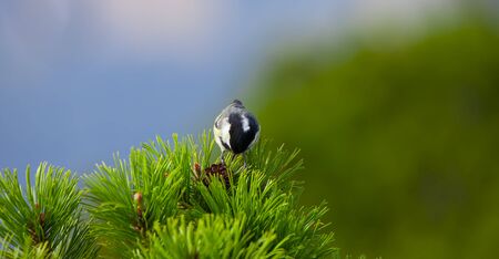 great tit bird in juniper vegetation.