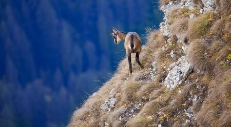 chamois wild goat in mountain landscape looking downの写真素材