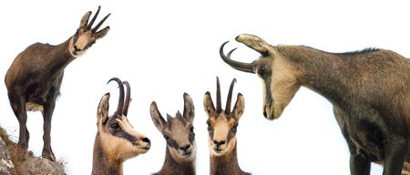 set of wild chamois goat looking at each other on whiteの写真素材