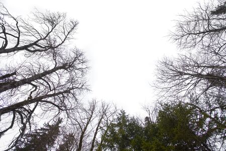 dry tree, wide view. isolated on white backgroundの写真素材