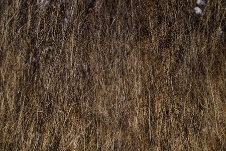 natural hay texture for background