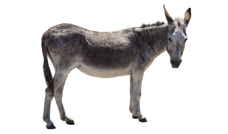 donkey animal isolated on white backgroundの写真素材
