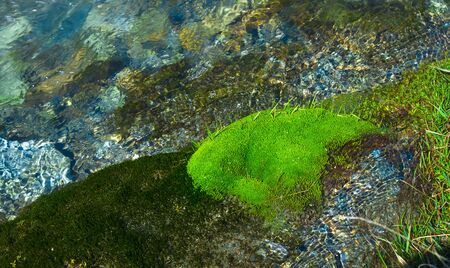 clear water stream with green moss