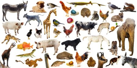 high quality set or collection of farm animals wild and domestic. isolated on white background
