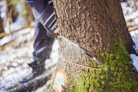 closeup of man with motor chainsaw cutting tree in forest