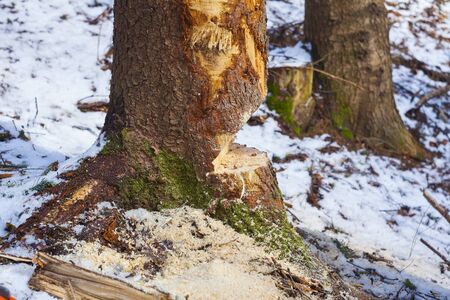 tree cut with chainsaw in forest. deforestation concept
