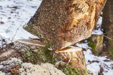 cut tree in forest ready to fall on the groundの写真素材