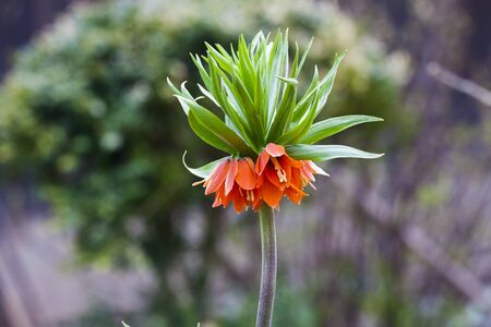 Imperial Lily flower in the garden. blossom closeupの写真素材