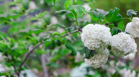 closeup of snowball flower in the summer gardenの写真素材