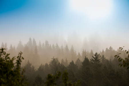 mystic morning in the autumn forest. beautiful landscape