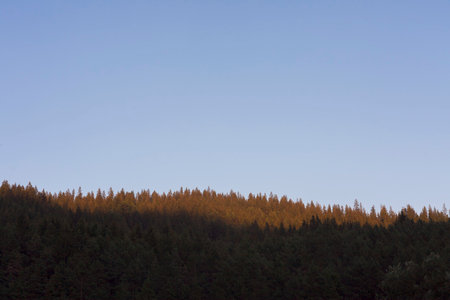 sunset in the forest with clear blue skyの写真素材