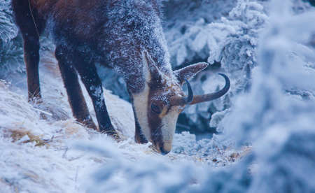Chamois wild goat eating grass in winter landscape. wild mountain sceneの写真素材