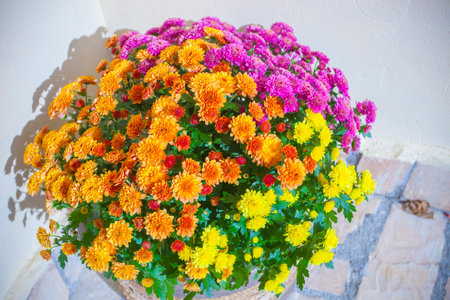 beautiful flowers in colorsの写真素材