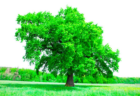 big green tree and fresh summer vegetation isolated on white background