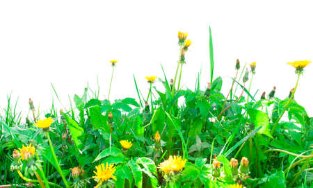dandelion and fresh green grass isolated on white backgroundの写真素材
