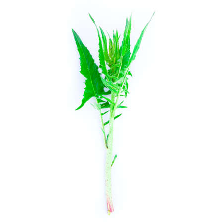green edible plant. susai, isolated on white backgroundの写真素材