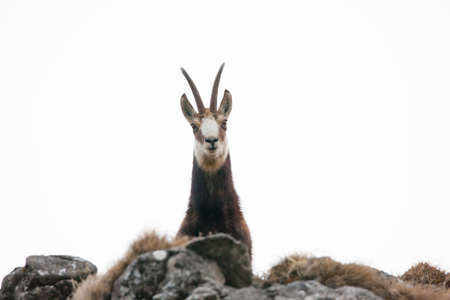 wild chamois black goat isolated on white backgroundの写真素材