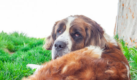 Saint Bernard dog looking at cameraの写真素材
