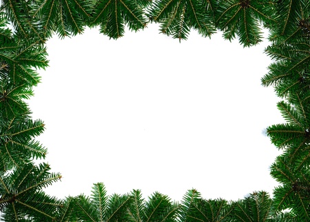 Pine branches on white backgroundの写真素材