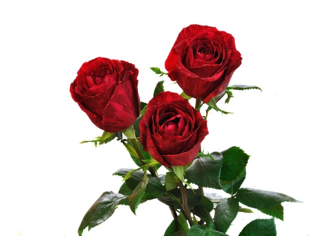 Rosesの写真素材