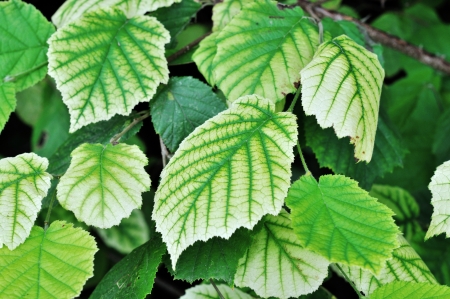 Green leavesの写真素材