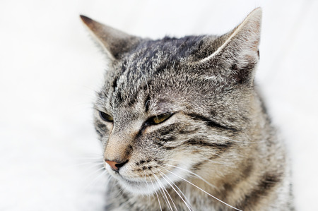 Cat portraitの写真素材