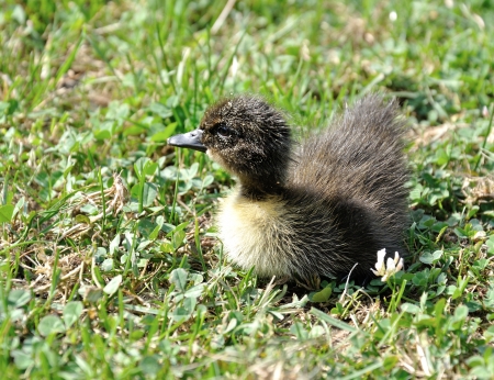 freshly hatched duck on green grass - springの写真素材