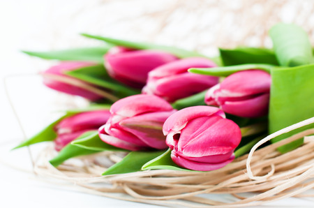 Pink tulip decoration placed on white backgroundの写真素材