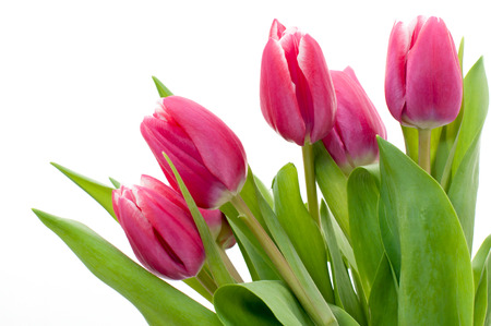 Pink tulip decoration placed on white backgroundの写真素材