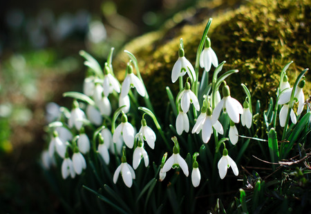 Fresh snowdrops on a new spring garden