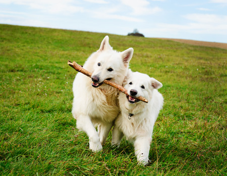 Two white dogs running in the meadowの写真素材