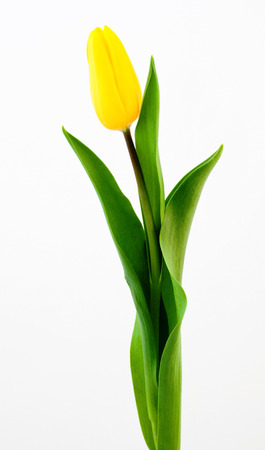 Fresh yellow tulip isolated on white backgoundの写真素材
