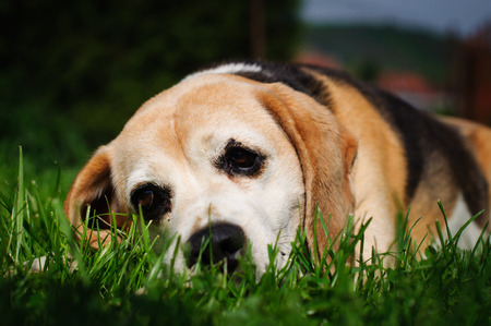 sad beagle dog on a green lawnの写真素材