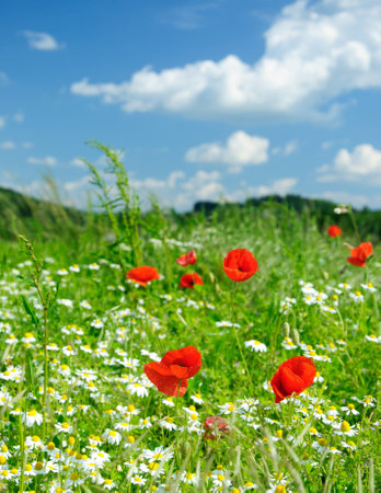 red poppies in green field with chamomileの写真素材