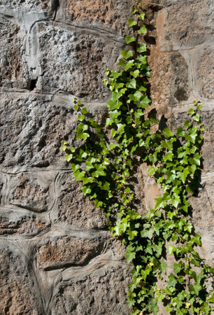 Old stone wall with green fresh ivyの写真素材