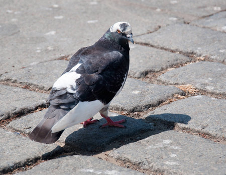 Lonely pigeon standing on ground, close up.の写真素材