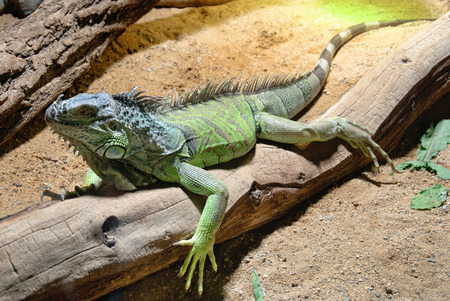Male Green Iguana, taken in prague zooの写真素材