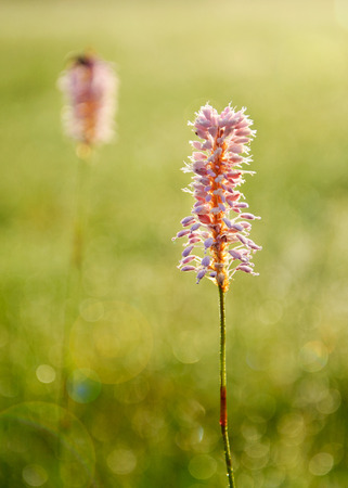 Close up of dew drops on blades of grass in bright morning sunlight.の写真素材