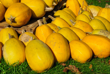 Autumn colorful decoration from fresh healthy pumpkins.の写真素材