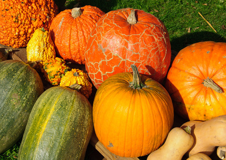 Autumn colorful decoration from fresh healthy pumpkins.の写真素材