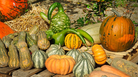 Autumn colorful decoration from fresh healthy pumpkins.の写真素材